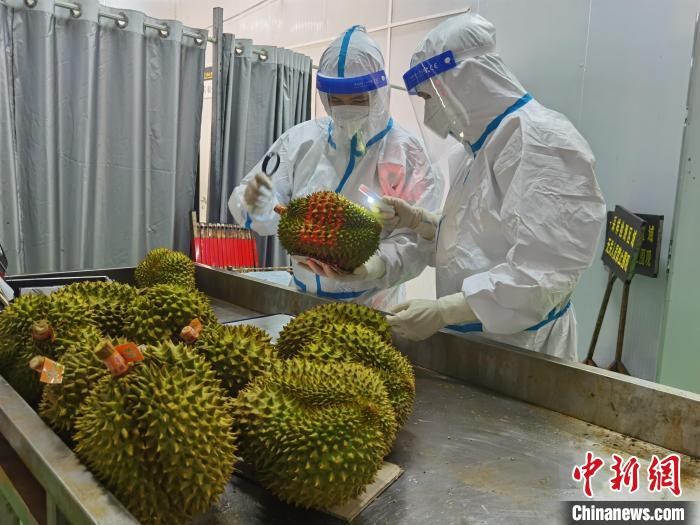 友谊关海关关员正在对越南榴莲进行检疫查验。　冉景航 摄