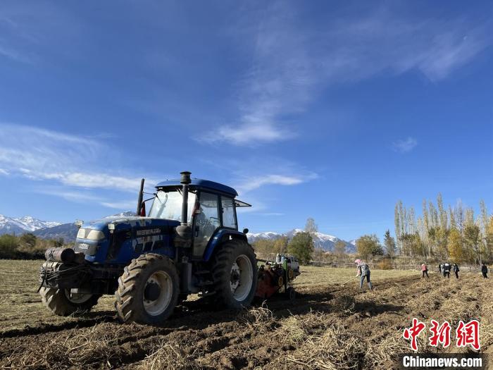 11月19日，吉木萨尔县泉子街镇小西沟村黄芪种植基地，农机正在田间挖采。　严丽丽 摄