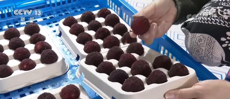 冷链让水果新鲜不掉“链” 科技助力“舌尖上的幸福”