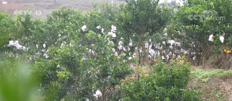 冷链让水果新鲜不掉“链” 科技助力“舌尖上的幸福”