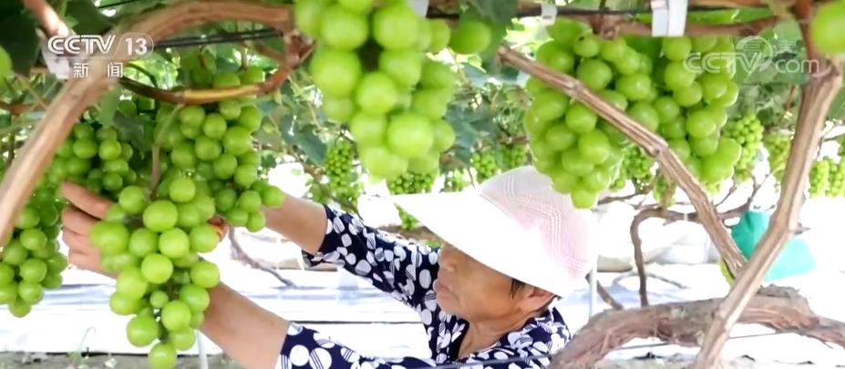 冷链让水果新鲜不掉“链” 科技助力“舌尖上的幸福”